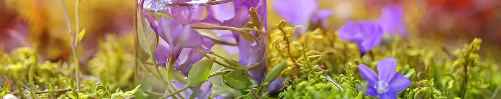 Herbolario online | Productos naturales y alimentación ecológica