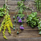 Plantas Medicinales